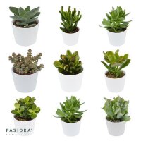 Ciao Crassula, 5 Stück