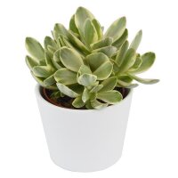 Ciao Crassula, 5 Stück