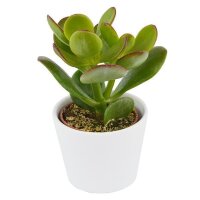 Ciao Crassula, 5 Stück
