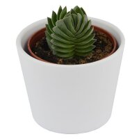Ciao Crassula, 5 Stück