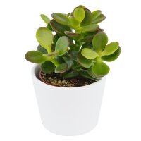 Ciao Crassula, 5 Stück