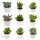 Ciao Crassula, 5 Stück