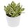 Ciao Crassula, 5 Stück