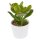 Ciao Crassula, 5 Stück