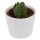Ciao Crassula, 5 Stück