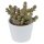Ciao Crassula, 5 Stück