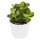 Ciao Crassula, 5 Stück