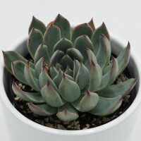 Echeveria subalpina - 9cm