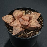 Haworthia Snow Scene