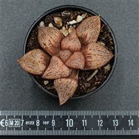 Haworthia Snow Scene