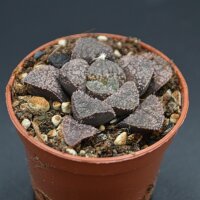 Haworthia
