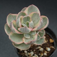 Echeveria Suyon f. variegata