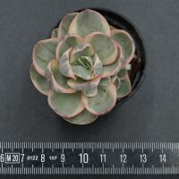 Echeveria Suyon f. variegata