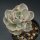 Echeveria Suyon f. variegata