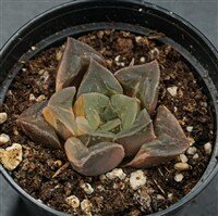 Haworthia mutica f. variegata