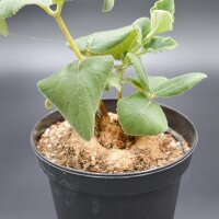 Sinningia macrostachya