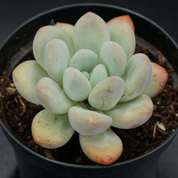 Echeveria Perfume