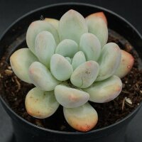 Echeveria Perfume