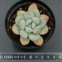 Echeveria Perfume