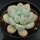 Echeveria Perfume
