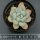 Echeveria Perfume