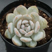 Echeveria Monroe Star Orange