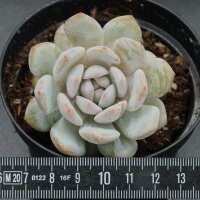 Echeveria Monroe Star Orange