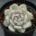 Echeveria Monroe Star Orange