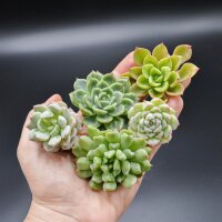 Stecklinge Set 7