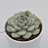 Echeveria Snow Bunny - 8,5cm