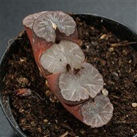 Haworthia Giant Hakua