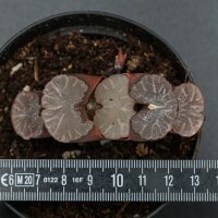 Haworthia Giant Hakua