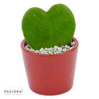 Übertopf KIRSCHROT für 6cm Sukkulenten