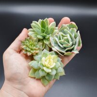 Stecklinge Set 9