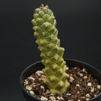 Euphorbia ritchiei f. variegata