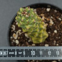 Euphorbia ritchiei f. variegata