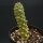 Euphorbia ritchiei f. variegata
