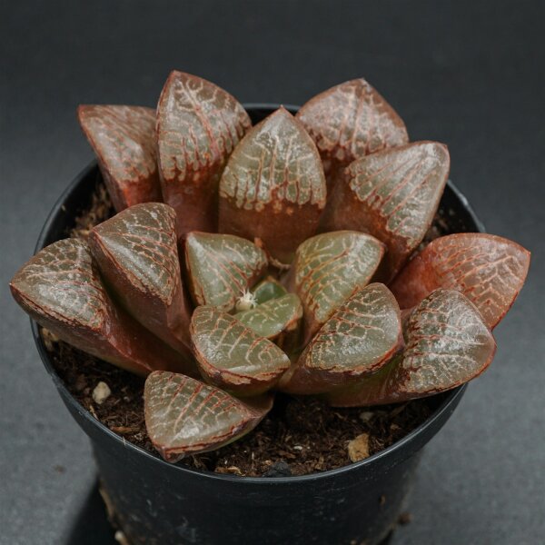Haworthia Wahua