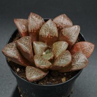 Haworthia Wahua