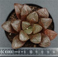 Haworthia Wahua