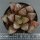 Haworthia Wahua