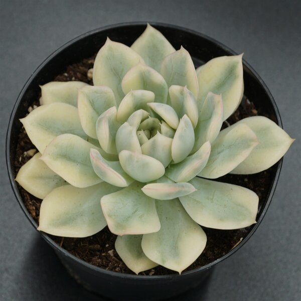 Echeveria f. variegata