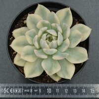 Echeveria f. variegata