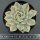 Echeveria f. variegata