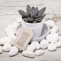 Succulent Give aways