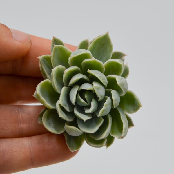 Echeveria Royal Chrisanthemum f. variegata cutting variegated succulent