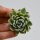Echeveria Royal Chrisanthemum f. variegata cutting variegated succulent