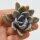 Graptoveria pachyphytoides  f. variegata