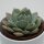 Sedum suaveolens - 8,5cm