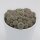 Sulcorebutia rauschii - 10,5cm